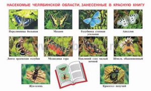Насекомые Челябинской области занесенные в Красную книгу